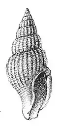 Daphnella evergestis