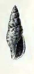 Daphnella hedya