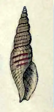 Daphnella hyalina
