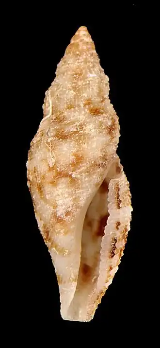 Daphnella margaretae
