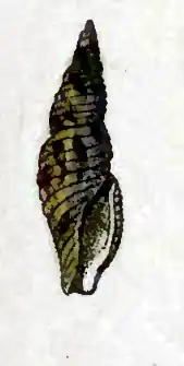 Daphnella pluricarinata