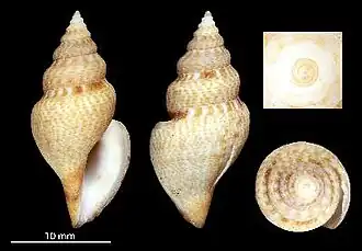 Daphnella pulviscula