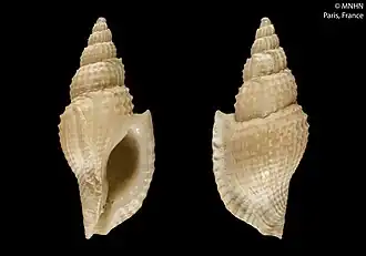 Daphnellopsis hypselos