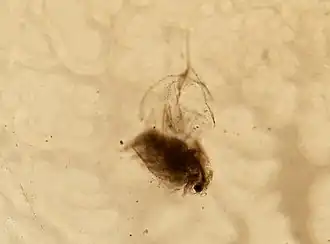 Daphnia galeata