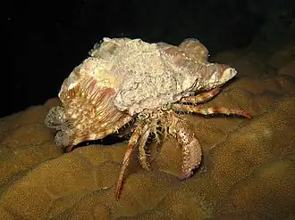 Dardanus pedunculatus