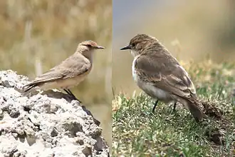 Donkervleugelholengraver