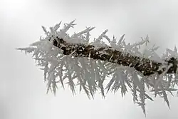 Ruige rijp aan een boomtak.