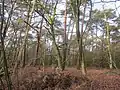 Gemengd bos op de Darthuizerberg