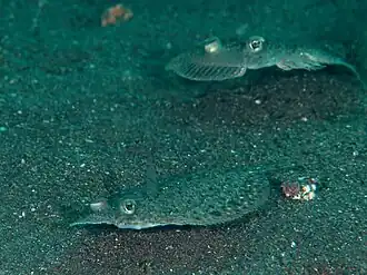 Engyprosopon grandisquama