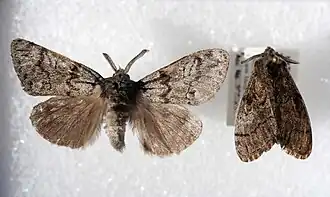 Dasychira grisefacta