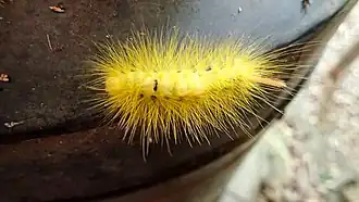 Dasychira pseudabietis