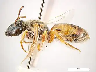 Dasyhesma coolgardensis