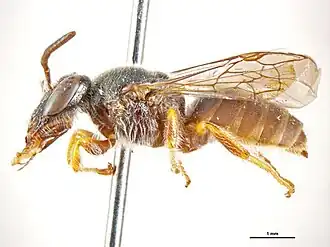 Dasyhesma galbina
