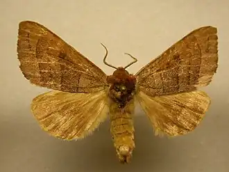 Datana angusii