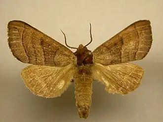 Datana drexelii