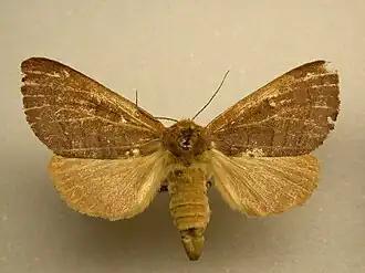 Datana modesta