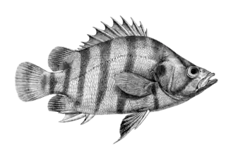 Datnioides polota