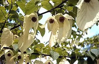 Vaantjesboom (Davidia involucrata)