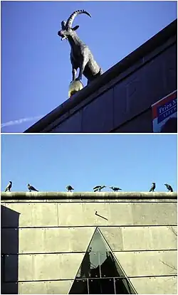 Groenewoud & Buij, 1995