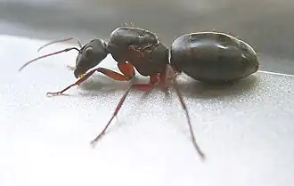 Camponotus compressus