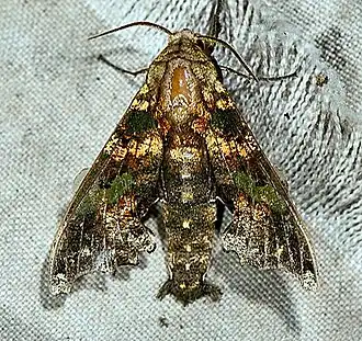 Smerinthulus mirabilis