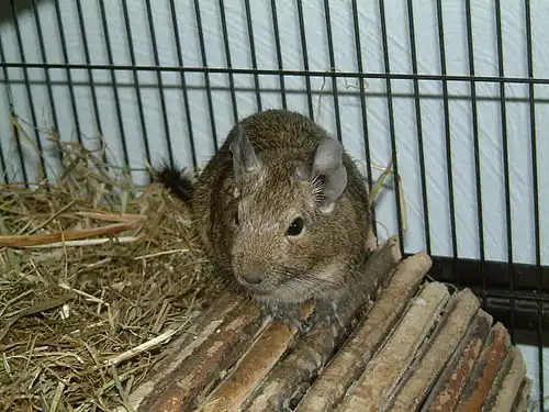 Degoe(Octodon degus)