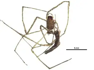Deinopis spinosa