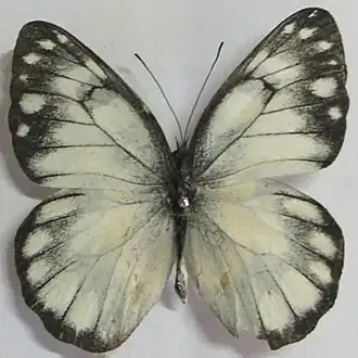 Delias magsadana