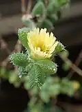 Delosperma echinatum