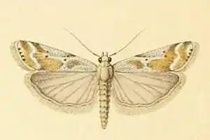 Delplanqueia cortella