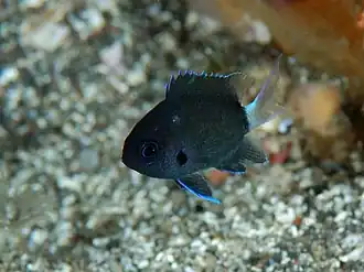 Chromis delta