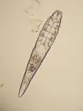 Demodex
