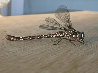 Dendroaeschna conspersa