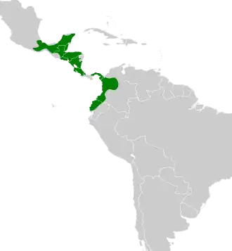 Noordelijke gebandeerde muisspecht