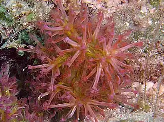 Dendronephthya hemprichi