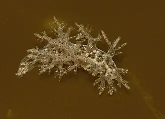 Dendronotus venustus