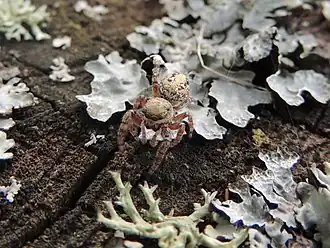 Gewapende dennenspringer