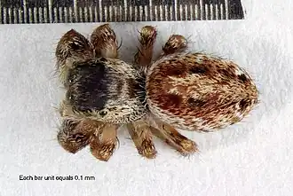 Dendryphantes zygoballoides