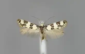 Denisia muellerrutzi