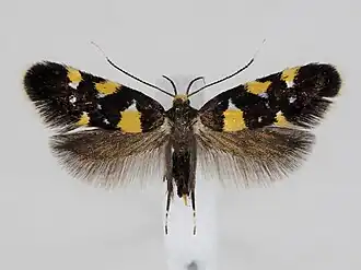 Denisia stroemella