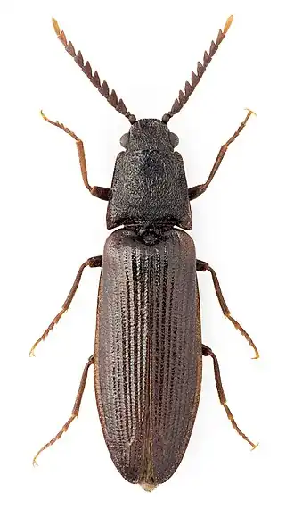 Denticollis borealis