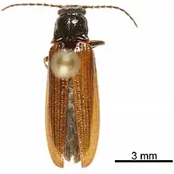 Denticollis varians