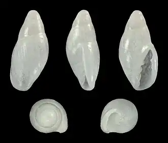 Dentimargo teramachi