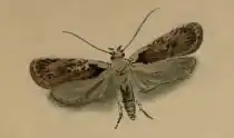 Depressaria ululana