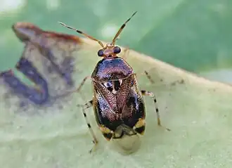 Deraeocoris punctulatus