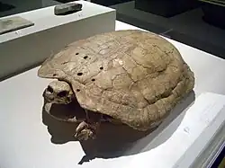 Een onbekende fossiele soort uit de familie lederschildpadden (een moderne soort: Lederschildpad)