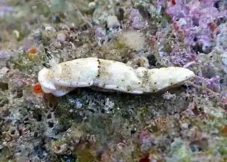 Dermatobranchus rodmani