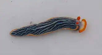 Dermatobranchus striatellus