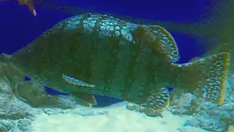 Dermatolepis striolata