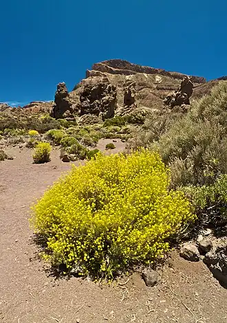 Descurainia bourgaeana